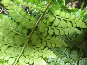 Liliane Roubaudi, le  1 mai 2017 (Bonifacio)