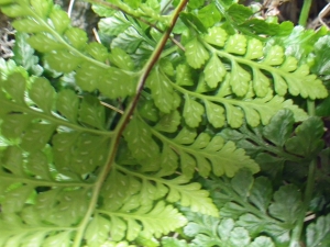 Liliane Roubaudi, le  1 mai 2017 (Bonifacio)