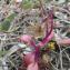  Liliane Roubaudi - Senecio transiens (Rouy) Jeanm. [2003]
