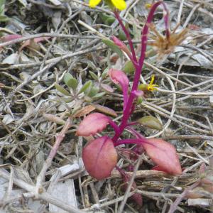  - Senecio transiens (Rouy) Jeanm. [2003]
