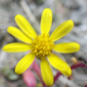  - Senecio transiens (Rouy) Jeanm. [2003]