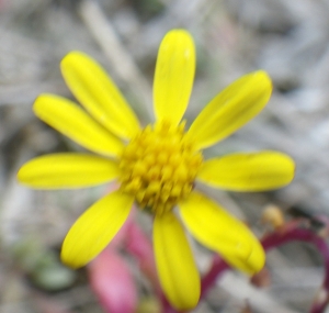 Liliane Roubaudi, le  1 mai 2017 (Bonifacio)