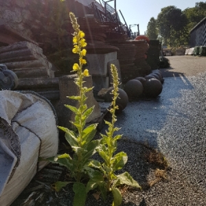 Photographie n°1642391 du taxon Verbascum thapsus L. [1753]