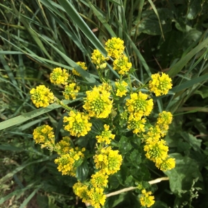 Photographie n°1642416 du taxon Barbarea vulgaris R.Br. [1812]