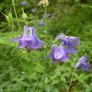 Photographie n°1642577 du taxon Aquilegia vulgaris L. [1753]