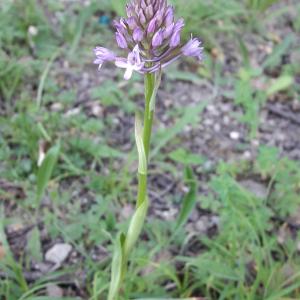 Photographie n°1642833 du taxon Anacamptis pyramidalis var. pyramidalis 