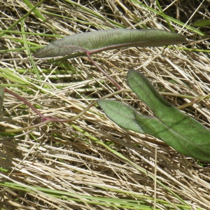 Photographie n°1643355 du taxon Ipomoea sagittata Poir. [1789]