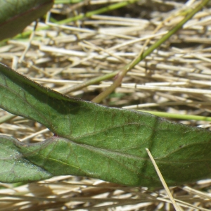  - Ipomoea sagittata Poir. [1789]