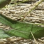  Liliane Roubaudi - Ipomoea sagittata Poir. [1789]