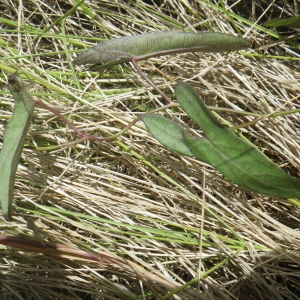 Ipomoea sagittata Poir. (Ipomée sagittée)