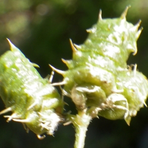 Photographie n°1643371 du taxon Medicago littoralis Rohde ex Loisel. [1810]