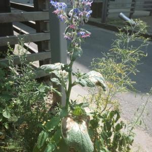 Photographie n°1643467 du taxon Borago officinalis L. [1753]