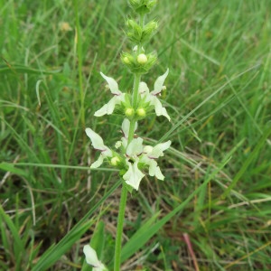 Photographie n°1643499 du taxon Stachys recta L. [1767]