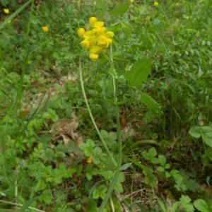 Photographie n°1643928 du taxon Lathyrus pratensis L. [1753]