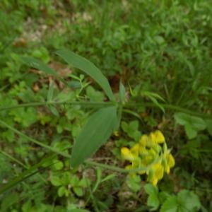 Photographie n°1643995 du taxon Lathyrus pratensis L. [1753]