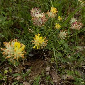 Photographie n°1644501 du taxon Anthyllis vulneraria L. [1753]