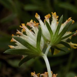 Photographie n°1644502 du taxon Anthyllis vulneraria L. [1753]