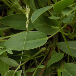Photographie n°1644503 du taxon Anthyllis vulneraria L. [1753]