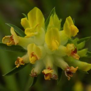 Photographie n°1644610 du taxon Anthyllis vulneraria L. [1753]
