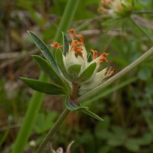 Photographie n°1644623 du taxon Anthyllis vulneraria L. [1753]
