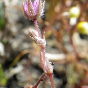 Photographie n°1644833 du taxon Spergularia heldreichii Foucaud [1904]