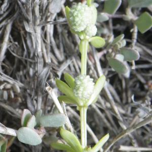 Photographie n°1644840 du taxon Galium verrucosum Huds. [1767]