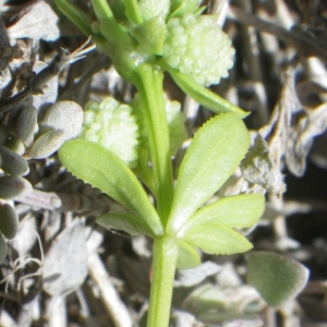 Photographie n°1644846 du taxon Galium verrucosum Huds. [1767]