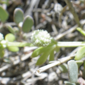 Photographie n°1644847 du taxon Galium verrucosum Huds. [1767]