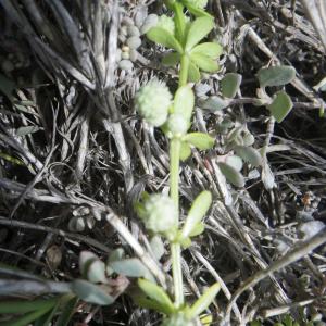 Photographie n°1644855 du taxon Galium verrucosum Huds. [1767]
