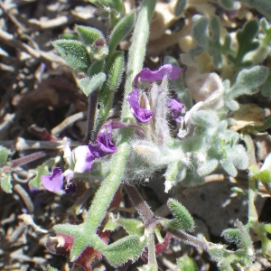 Photographie n°1644876 du taxon Matthiola tricuspidata (L.) R.Br. [1812]