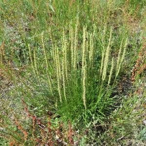 Photographie n°1644881 du taxon Plantago holosteum Scop.