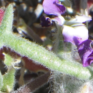 Photographie n°1644883 du taxon Matthiola tricuspidata (L.) R.Br. [1812]