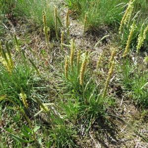 Photographie n°1644884 du taxon Plantago holosteum Scop.