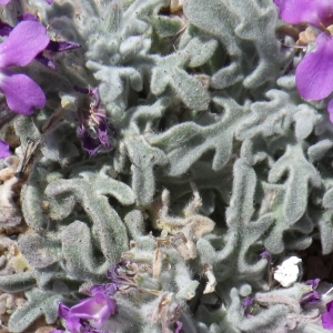 Photographie n°1644910 du taxon Matthiola tricuspidata (L.) R.Br. [1812]