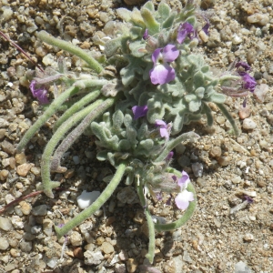 Photographie n°1644917 du taxon Matthiola tricuspidata (L.) R.Br. [1812]