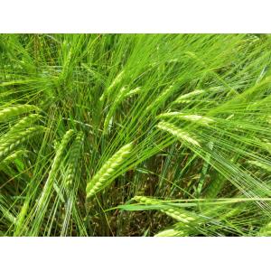 Hordeum distichon subsp. erectum Schübler & G.Martens (Orge à deux rangs)