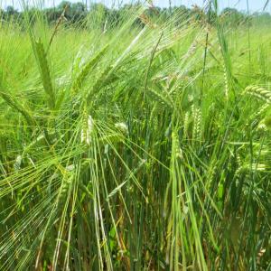  - Hordeum vulgare subsp. distichon (L.) Körn. [1882]