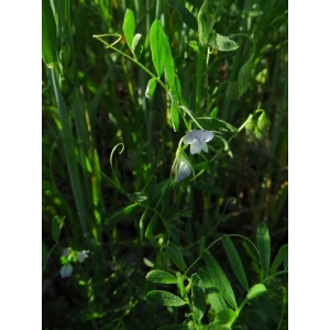 Vicia lens subsp. subexasperma (Godr.) Arcang. (Lentille)