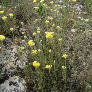 Photographie n°1645326 du taxon Helichrysum stoechas (L.) Moench [1794]