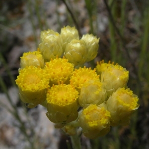 Photographie n°1645332 du taxon Helichrysum stoechas (L.) Moench [1794]