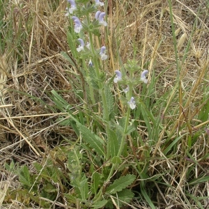 Photographie n°1645341 du taxon Salvia verbenaca subsp. clandestina (L.) Batt.