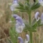  Sylvain Piry - Salvia verbenaca subsp. clandestina (L.) Batt.