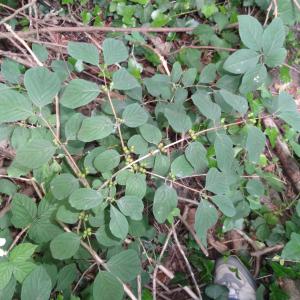 Photographie n°1645439 du taxon Lonicera xylosteum L. [1753]