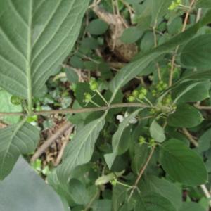 Photographie n°1645441 du taxon Lonicera xylosteum L. [1753]