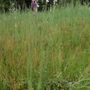 Photographie n°1646331 du taxon Linaria repens (L.) Mill. [1768]