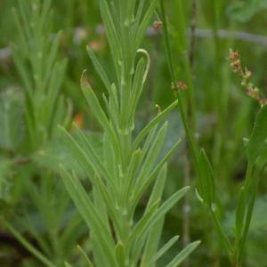 Photographie n°1646332 du taxon Linaria repens (L.) Mill. [1768]