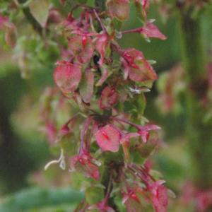 Photographie n°1646491 du taxon Rumex crispus L. [1753]