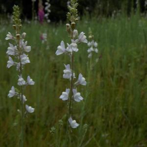 Photographie n°1646521 du taxon Linaria repens (L.) Mill. [1768]