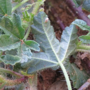 Photographie n°1646530 du taxon Malva setigera Spenn. [1829]