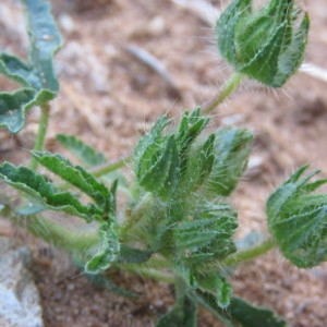 Photographie n°1646532 du taxon Malva setigera Spenn. [1829]